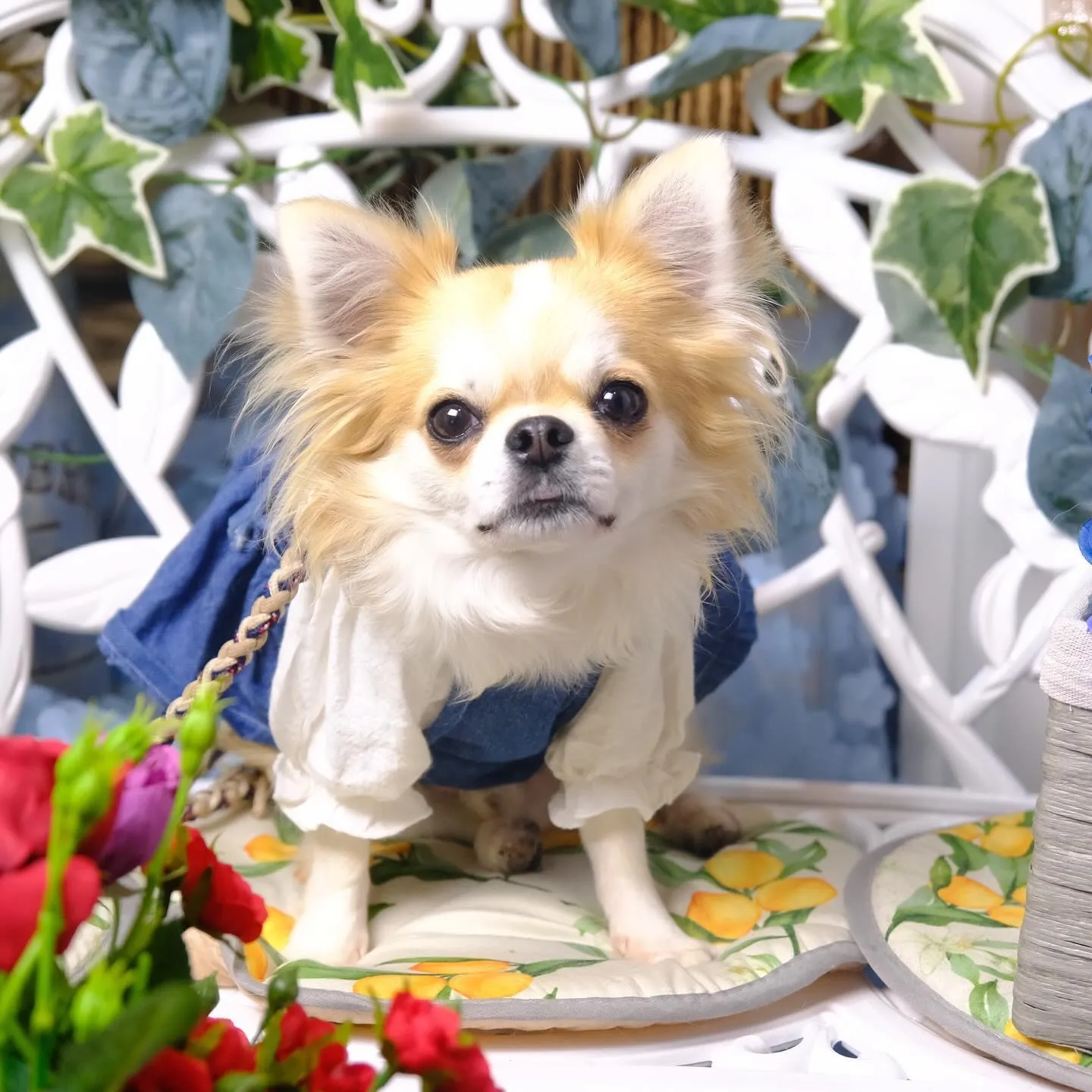 姫路 ドッグカフェ