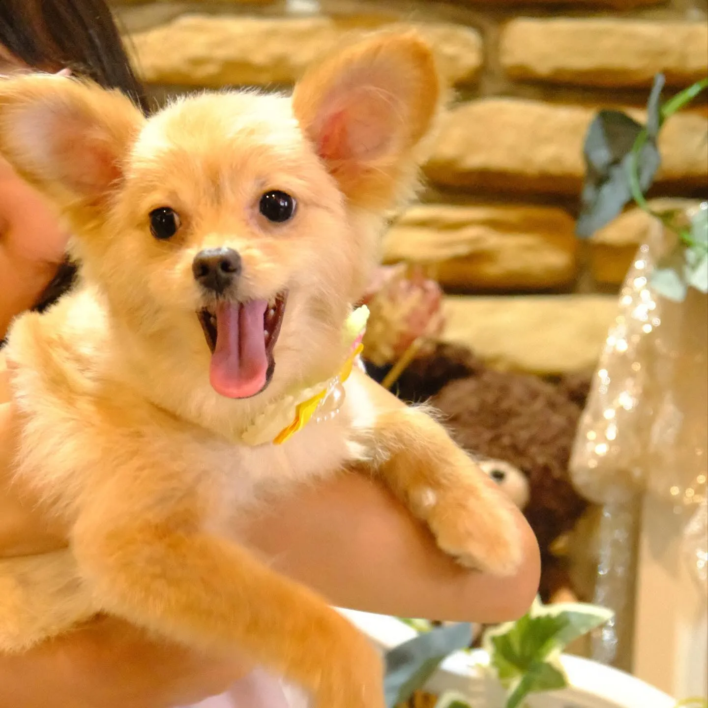 姫路 ドッグカフェ